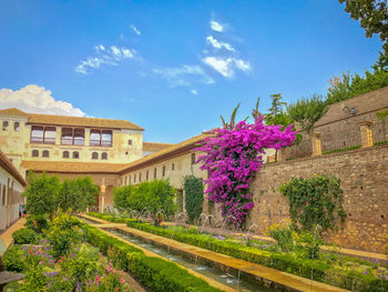 Flowering plants by trees against sky