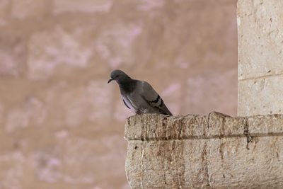 Bird perching on wall