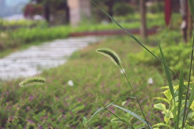 Close-up of grass