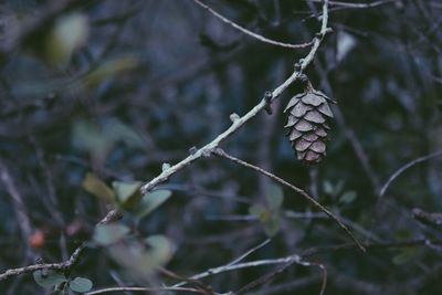 Pine cone on branch