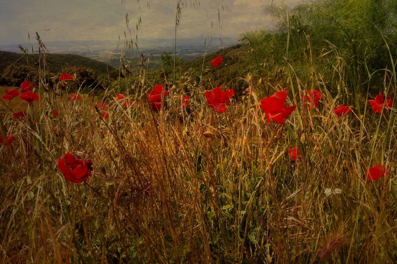 red, flower, poppy, freshness, growth, field, plant, beauty in nature, nature, fragility, stem, blooming, tranquility, petal, rural scene, grass, agriculture, growing, no people, landscape