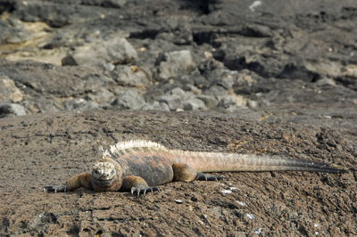 Portrait of an iguana on shore