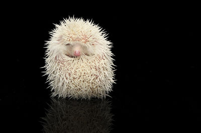 Close-up of hedgehog against black background
