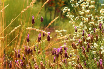 Close-up of purple flowering plants