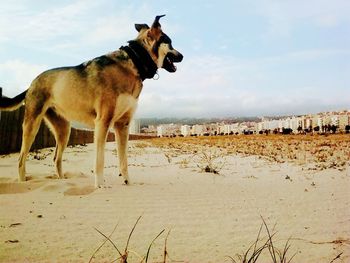 Dog on beach against sky