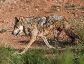 Wolf by grass on field