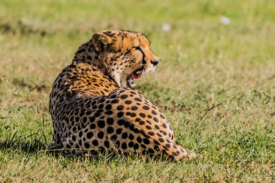 A yawning cheetah resting on the ground