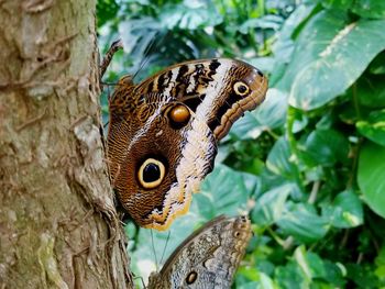 Close-up of butterfly perching on tree