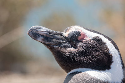 Close-up of a bird looking away