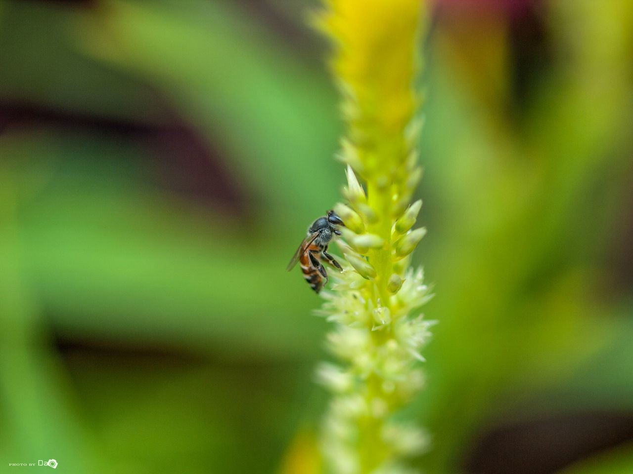 CLOSE-UP OF INSECT