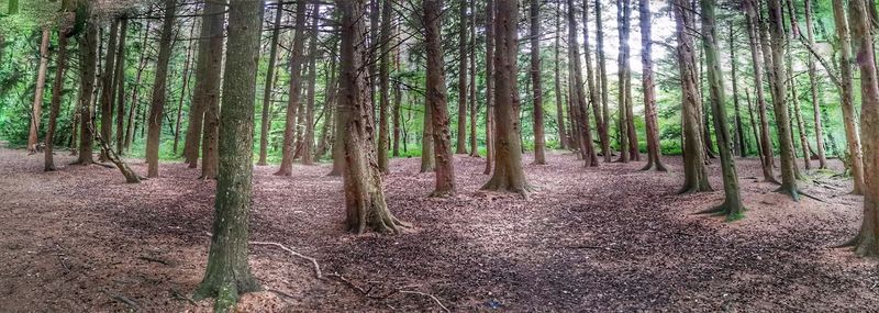 View of trees in forest