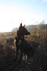 Dog sitting on field against sky