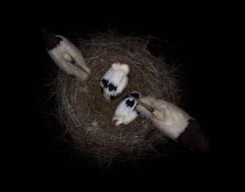 Directly above shot of white stork birds in nest at night