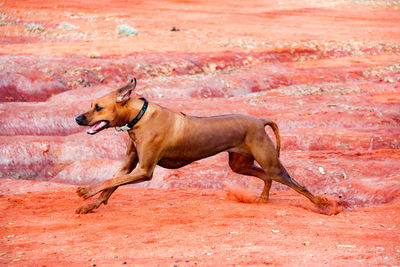 Dog jumping in red water