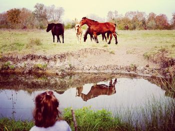 Horses standing on field by lake against sky