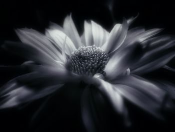 Close-up of fresh flower blooming outdoors