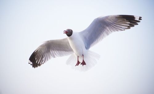 Low angle view of bird flying against sky