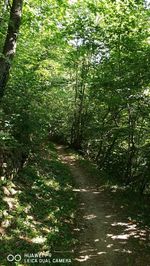 Trees in forest