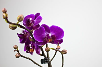 Close-up of purple flowering plant against white background