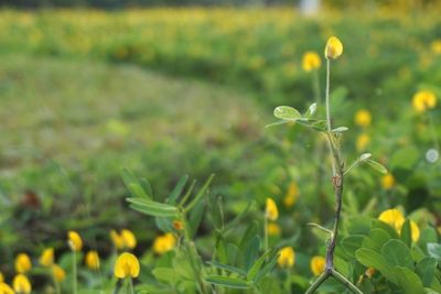Close up of yellow flowers blooming in field