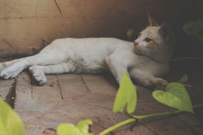 Cat relaxing on floor