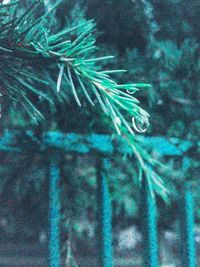 Close-up of palm tree at night