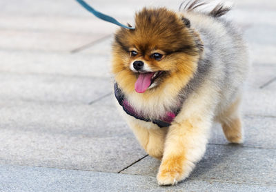 Close-up portrait of a dog