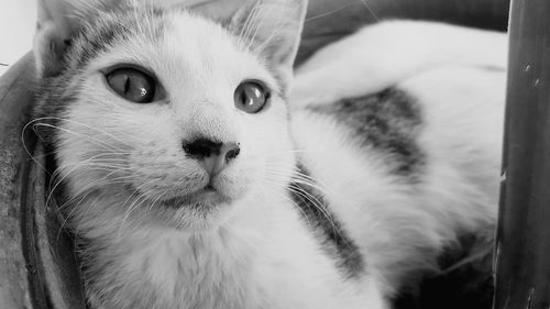 Close-up portrait of cat