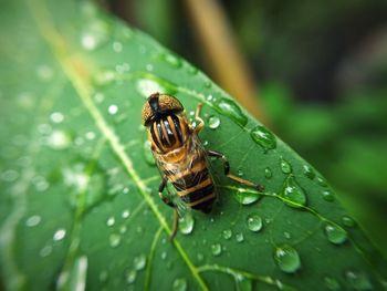 Close-up of insect on leaf