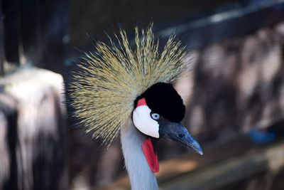 Close-up of bird against blurred background