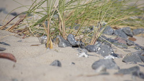 High angle view of crab on sand