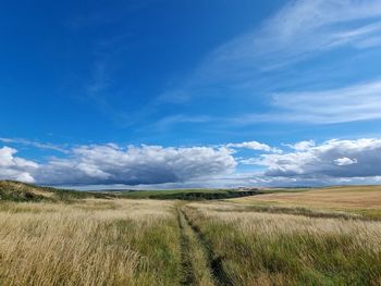 Scenic view of agricultural field against sky