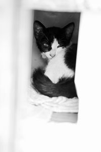 domestic cat