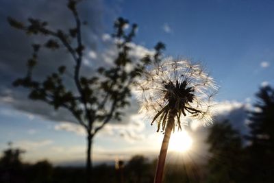 Low angle view of dandelion against sky during sunset