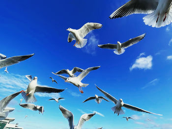 Seagulls flocking together flying against clear blue sky