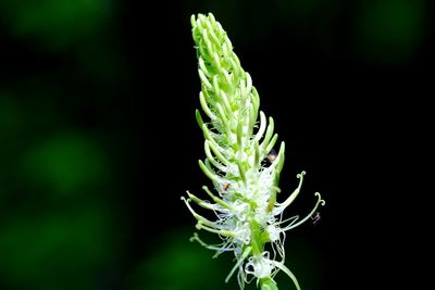 Close-up of flower bud
