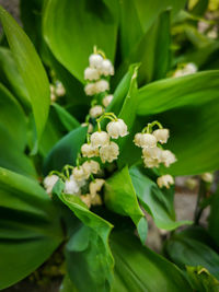 Close-up of white flowering plant