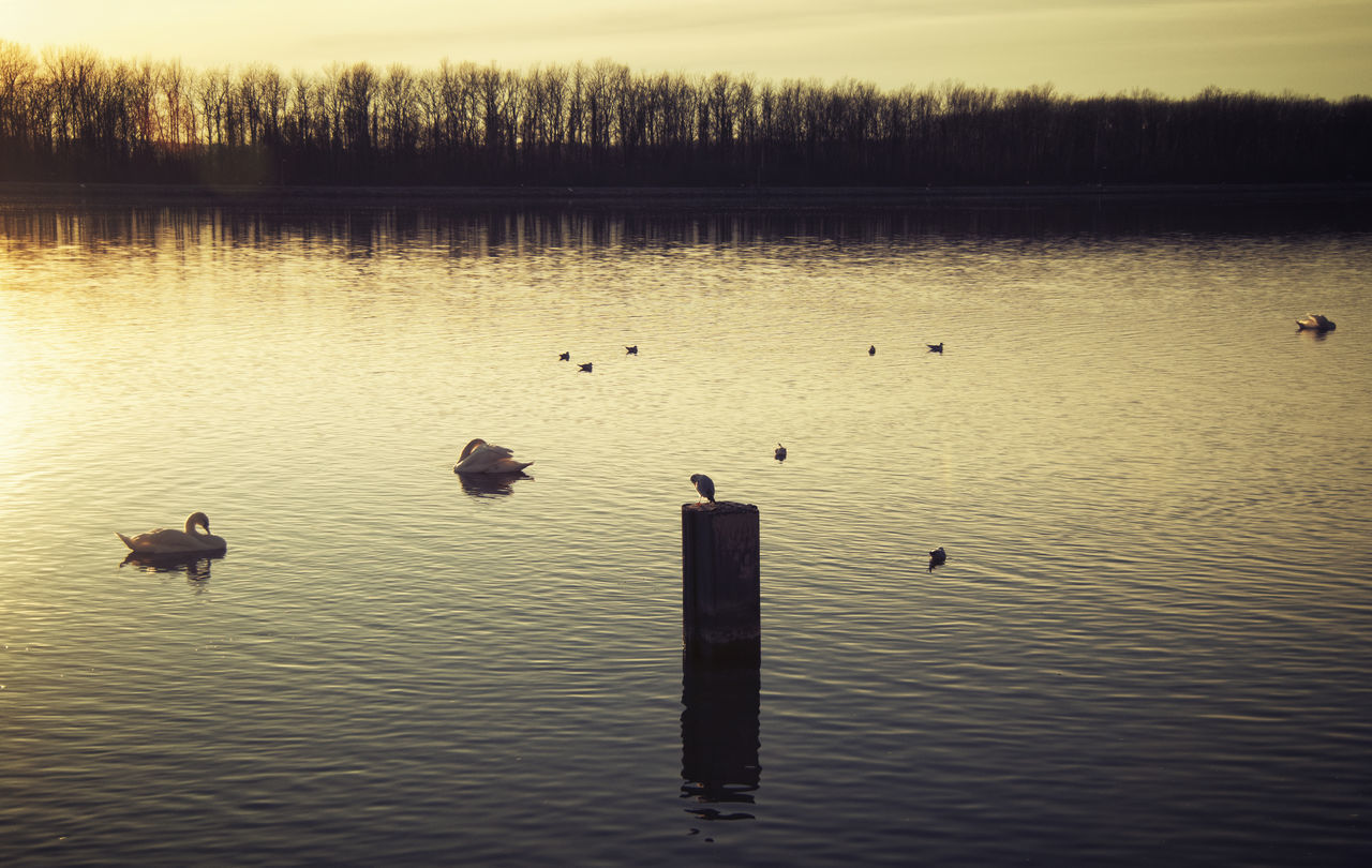 BIRDS IN LAKE