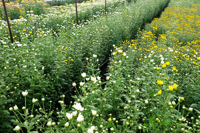 Yellow flowering plants on field