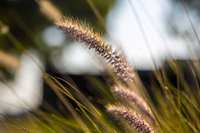 Close-up of grass on field