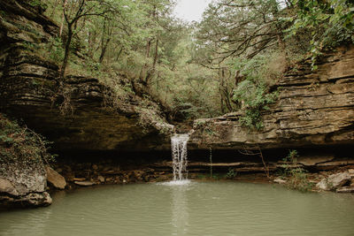 Scenic view of river amidst trees in forest