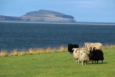 Sheep on grassy land by sea