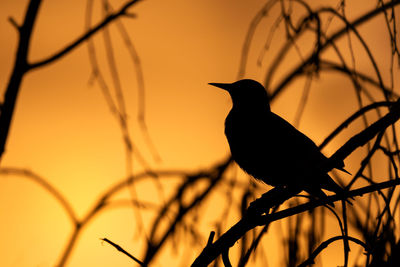 Close-up of bird perching on branch