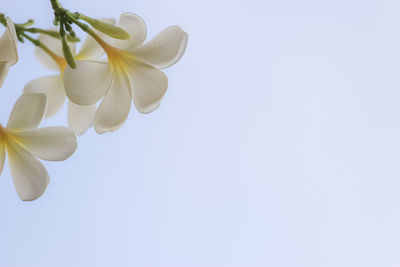 Low angle view of white flowering plant against clear sky