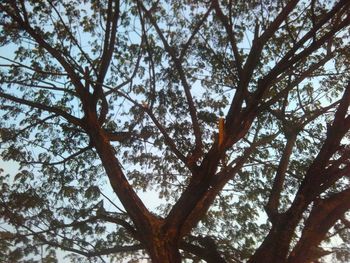 Low angle view of tree against sky