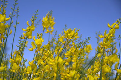 Low angle view of yellow flowers against blue sky