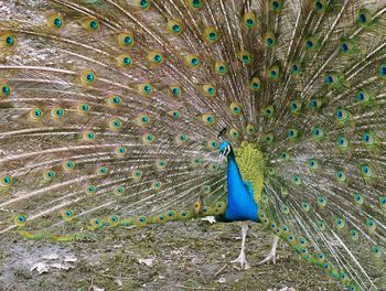 Close-up of peacock feathers