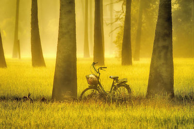 Shadow of tree on field