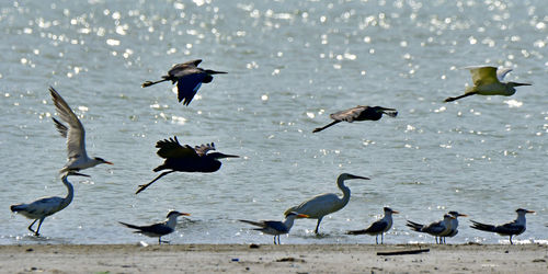 Herons and terns all together in group bird photos