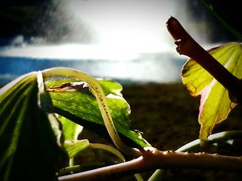 Close-up of grasshopper on leaf